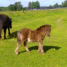 Shetlænder Mr. Tender of love (Elvis)