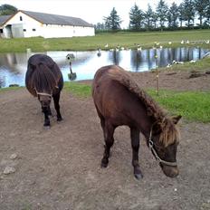 Shetlænder Mr. Tender of love (Elvis)