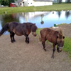 Shetlænder Mr. Tender of love (Elvis)