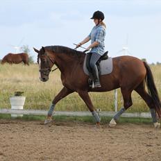 Dansk Varmblod Wholi brentedal
