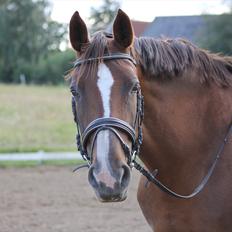 Dansk Varmblod Wholi brentedal