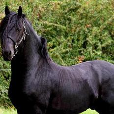 Frieser Jordy Van Zuidveld R.I.P.