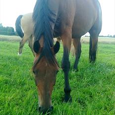 Traver Nemo (Royal Jeopardy)