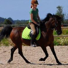 Anden særlig race Anja