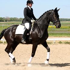 Dansk Varmblod Diana Royal