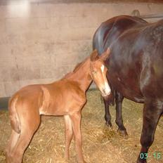 Anden særlig race Roed's troja (min soulmate)himmelhest
