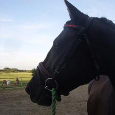 Frederiksborg Quintus Brentedal