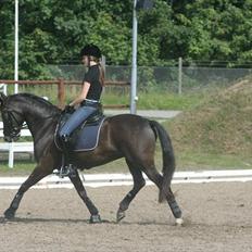 Tysk Sportspony Bravissima