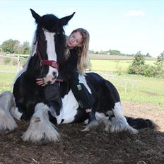 Irish Cob Bam Bam