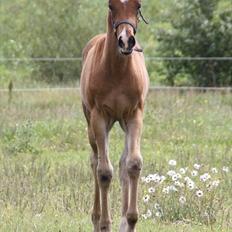 Arabisk fuldblod (OX) Shah El Manox