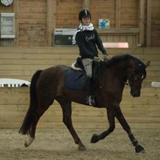 Dansk Varmblod Enghavegaards Drusa 