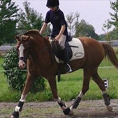 Hollandsk Sportspony Jupeter *SOLGT*