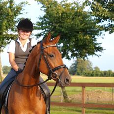 Dansk Varmblod Dama's