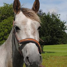 Hollandsk Sportspony Kassandra