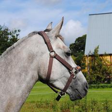 Hollandsk Sportspony Kassandra