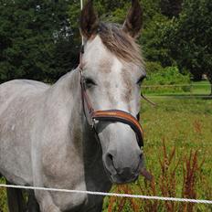 Hollandsk Sportspony Kassandra