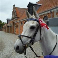 Anden særlig race Con Amor