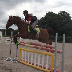 Hollandsk Sportspony Zorro VBP: <33