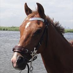 Hollandsk Sportspony Zorro VBP: <33
