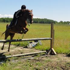 Hollandsk Sportspony Zorro VBP: <33