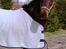Hollandsk Sportspony Annelies (Anne)