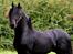 Frieser Jordy Van Zuidveld R.I.P.