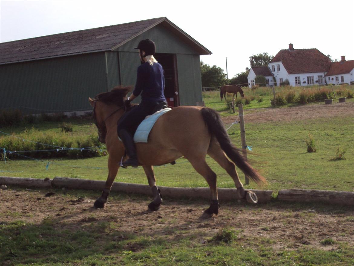 Anden særlig race Siljan billede 13