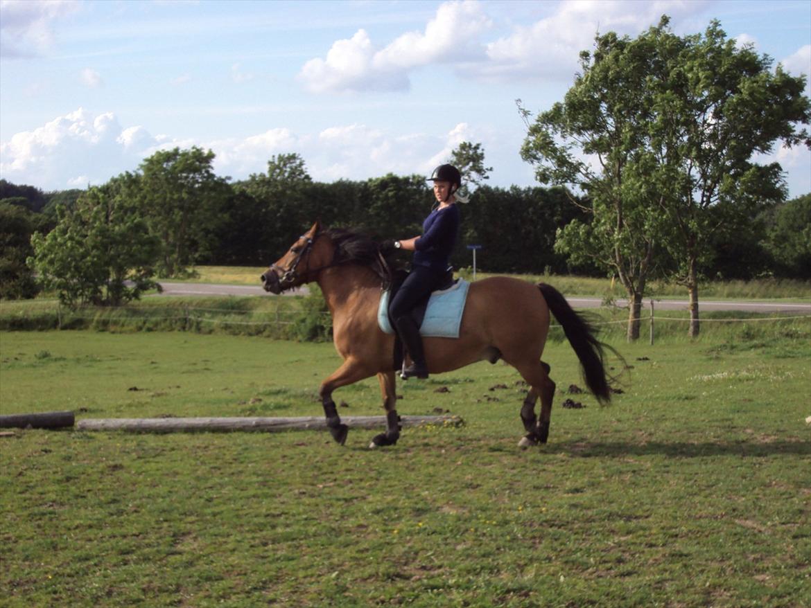 Anden særlig race Siljan billede 14