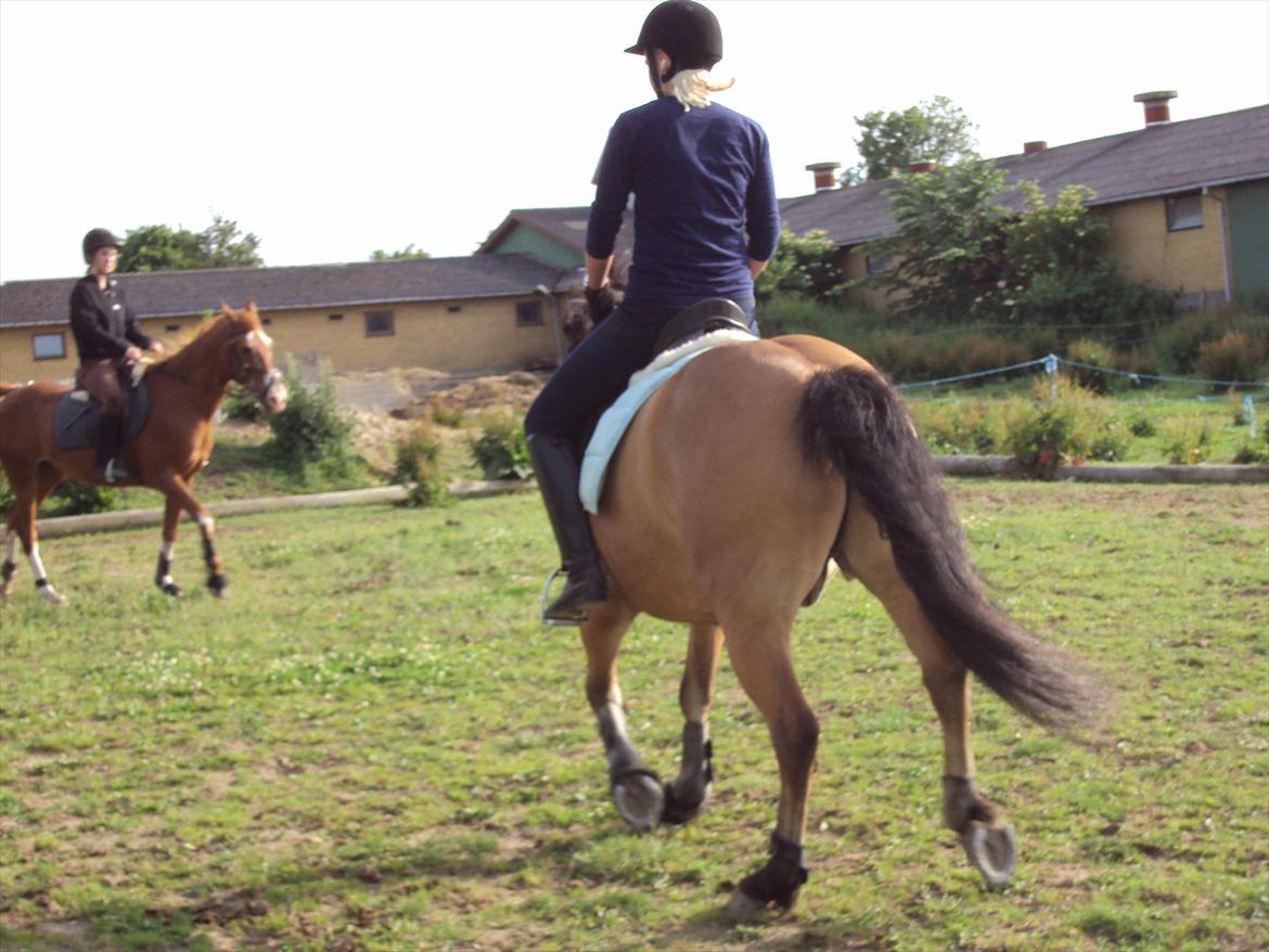 Anden særlig race Siljan billede 15