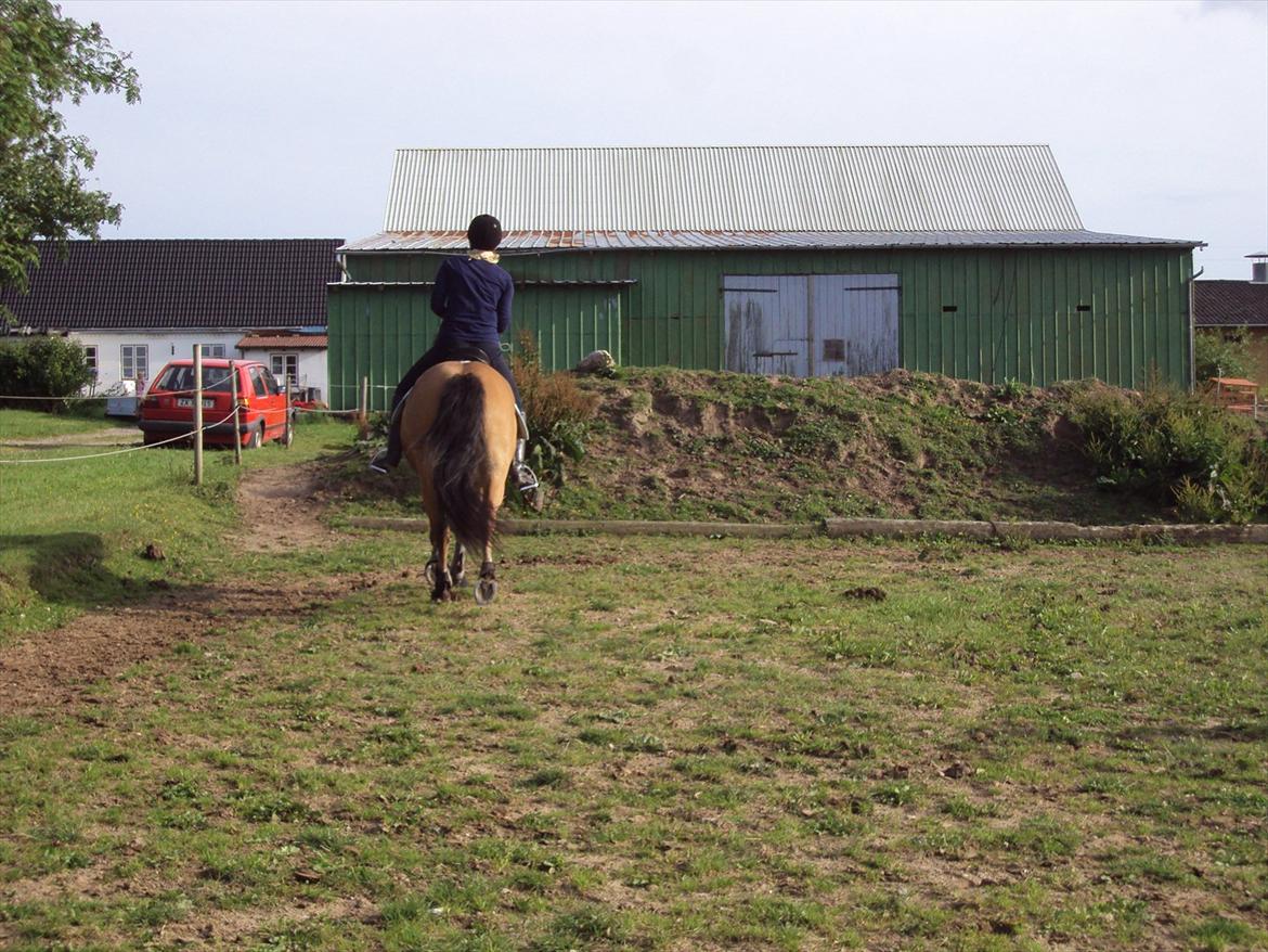 Anden særlig race Siljan billede 16