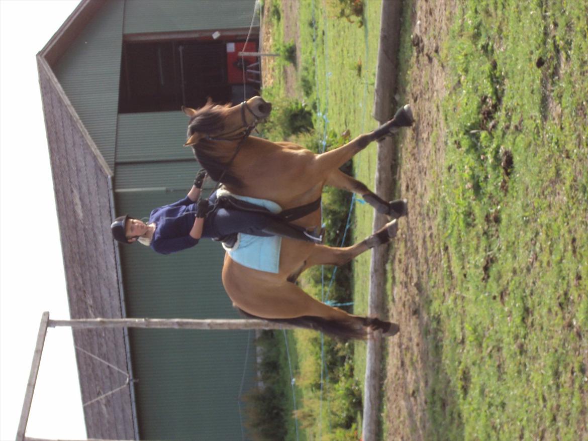 Anden særlig race Siljan billede 17