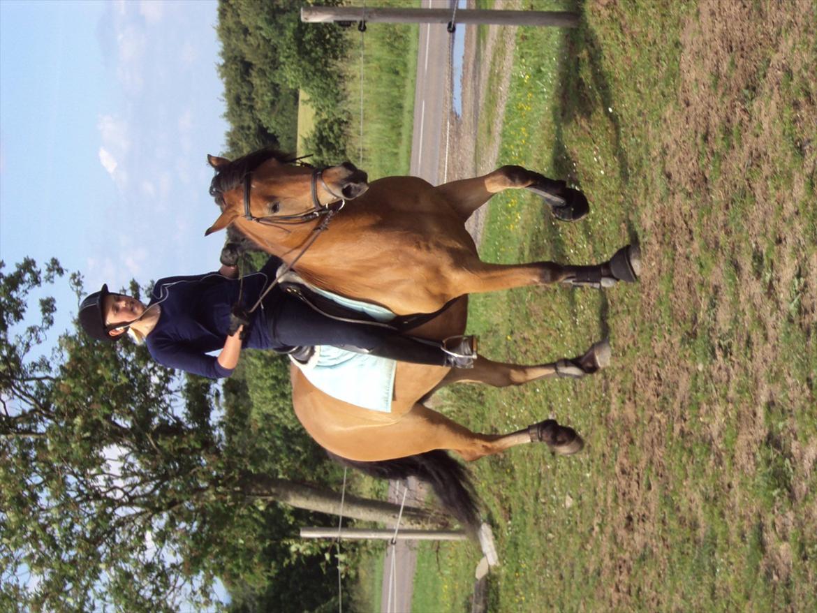 Anden særlig race Siljan billede 18