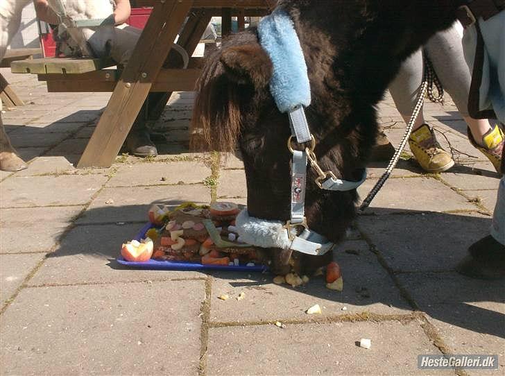 Shetlænder Magnum billede 8