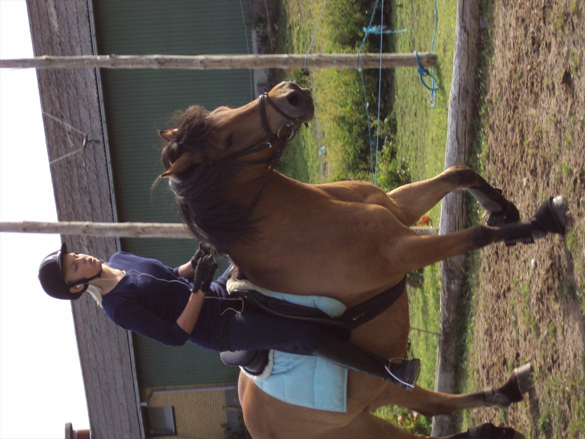 Anden særlig race Siljan billede 19