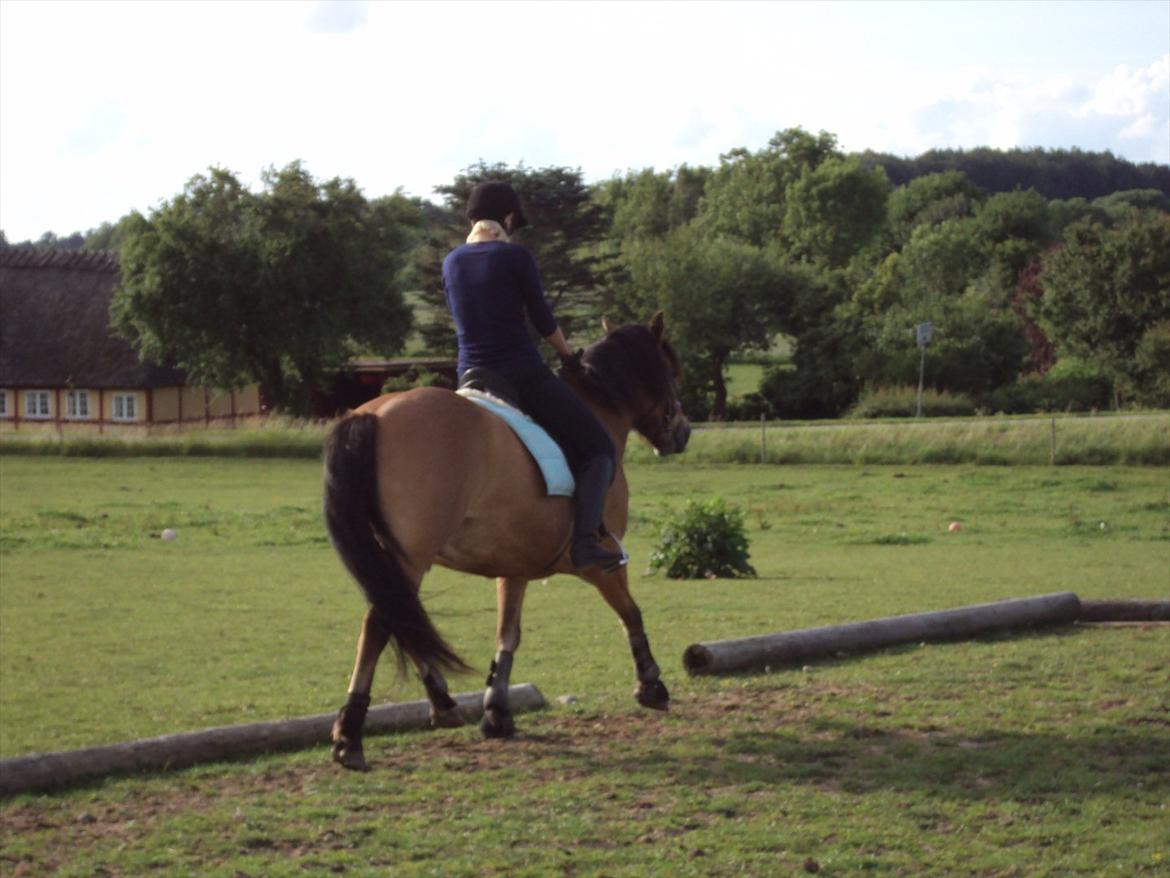 Anden særlig race Siljan billede 20