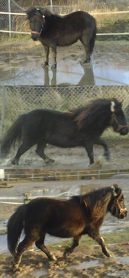 Shetlænder Magnum billede 9