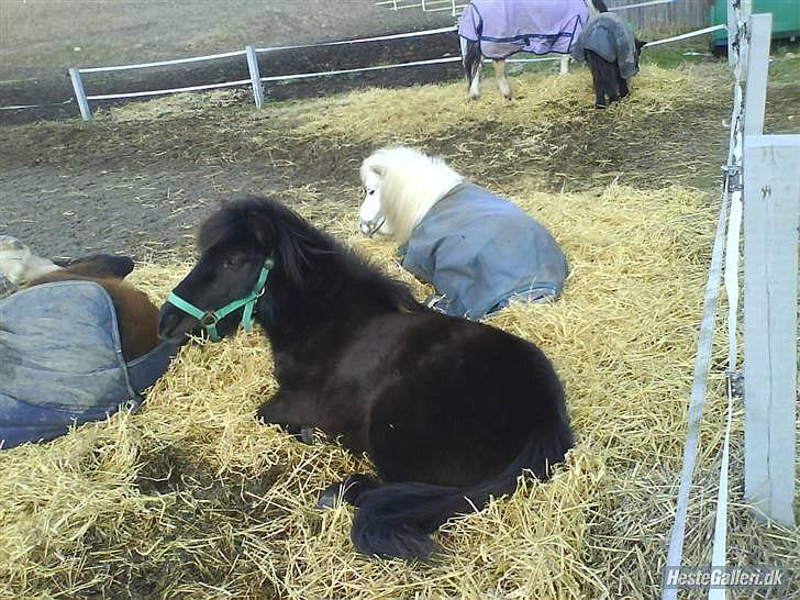 Shetlænder Magnum billede 10