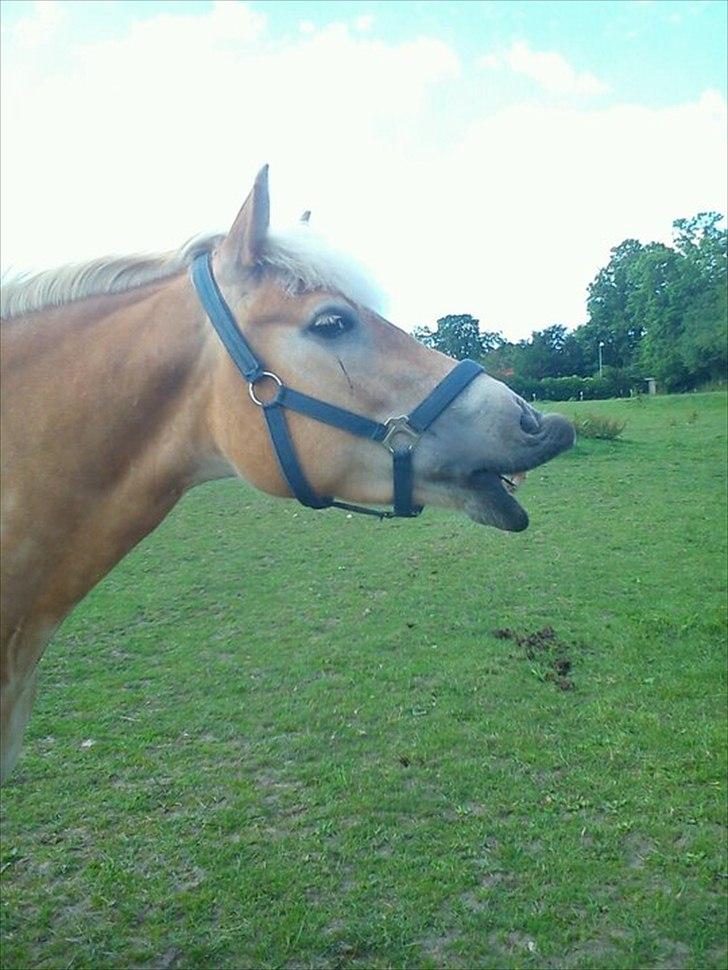 Haflinger Boline Bendroff billede 6