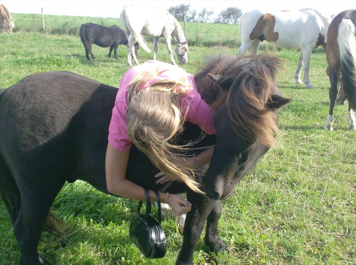 Shetlænder Magnum billede 11