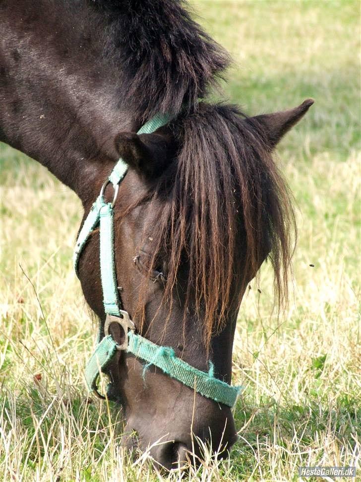 Shetlænder Magnum billede 12
