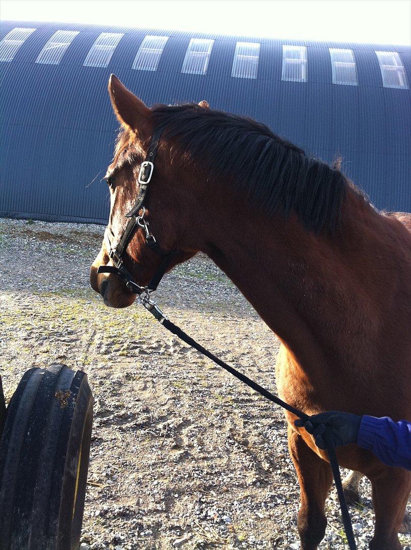 Palomino Charming Miss - Behaving - Hvad sker der derover?  billede 1