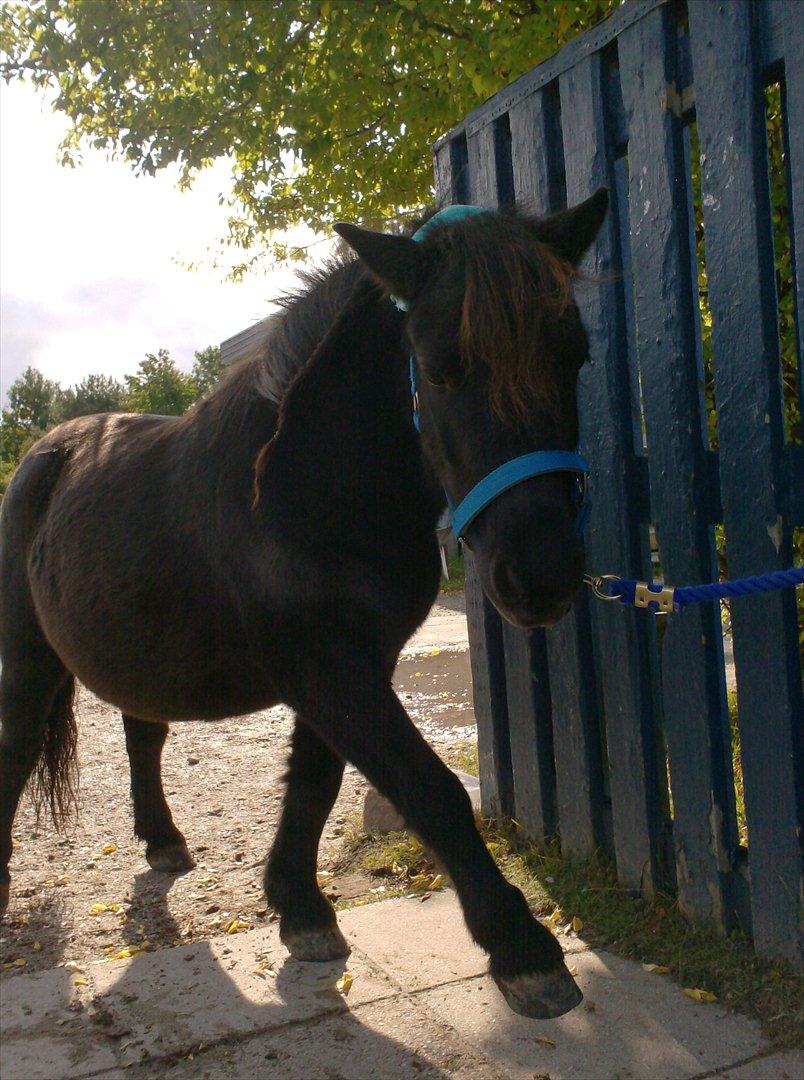 Shetlænder Magnum billede 13