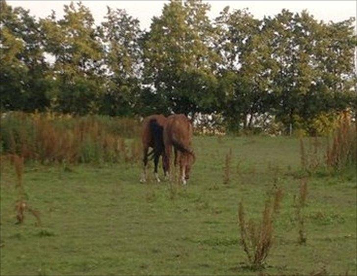 Palomino Charming Miss - Behaving - Charming med sin best friends Dancer "Vi gider ikke jer mere".
Fotograf: Sara Kallesen.
 billede 2