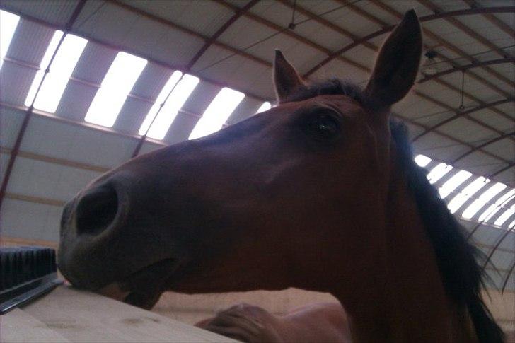 Palomino Charming Miss - Behaving - Meget nysgerrig :-)
Fotograf: Cecilie Thimm. billede 3