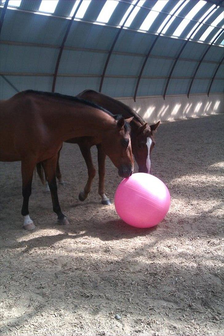 Palomino Charming Miss - Behaving - Charmsen og Dancer :-)
Fotograf: Cecilie Thimm. billede 4
