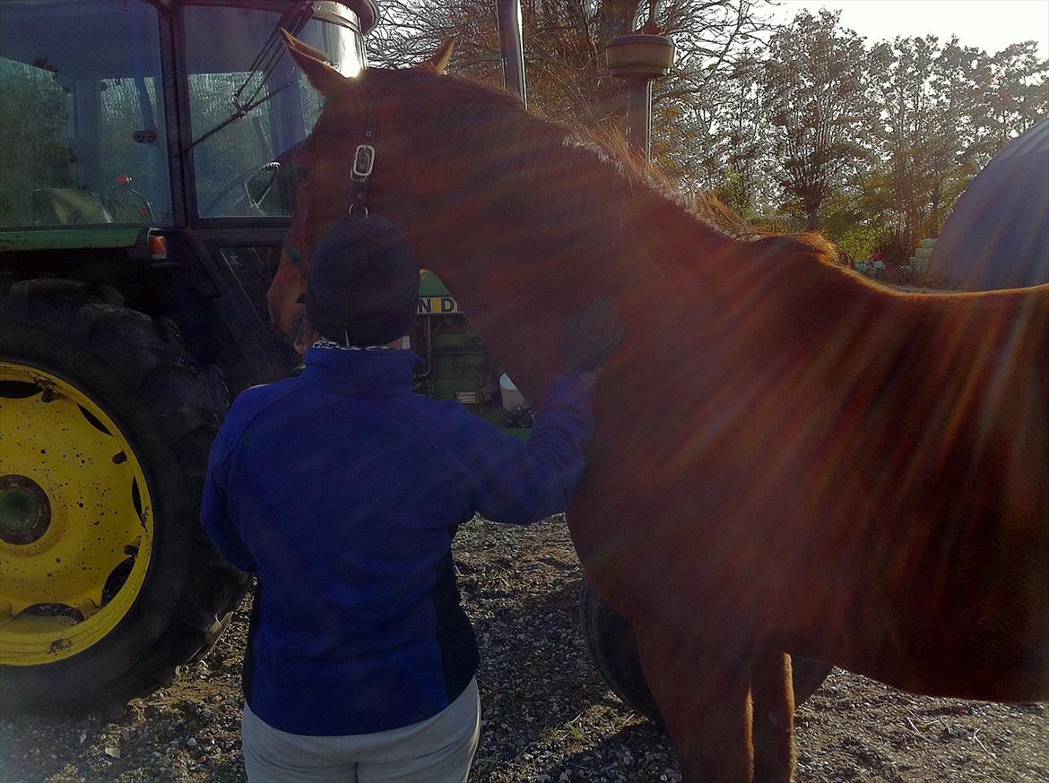 Palomino Charming Miss - Behaving billede 8