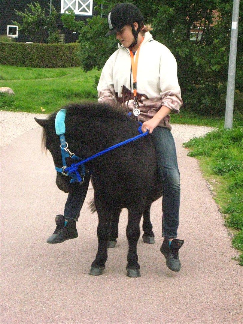 Shetlænder Magnum billede 14