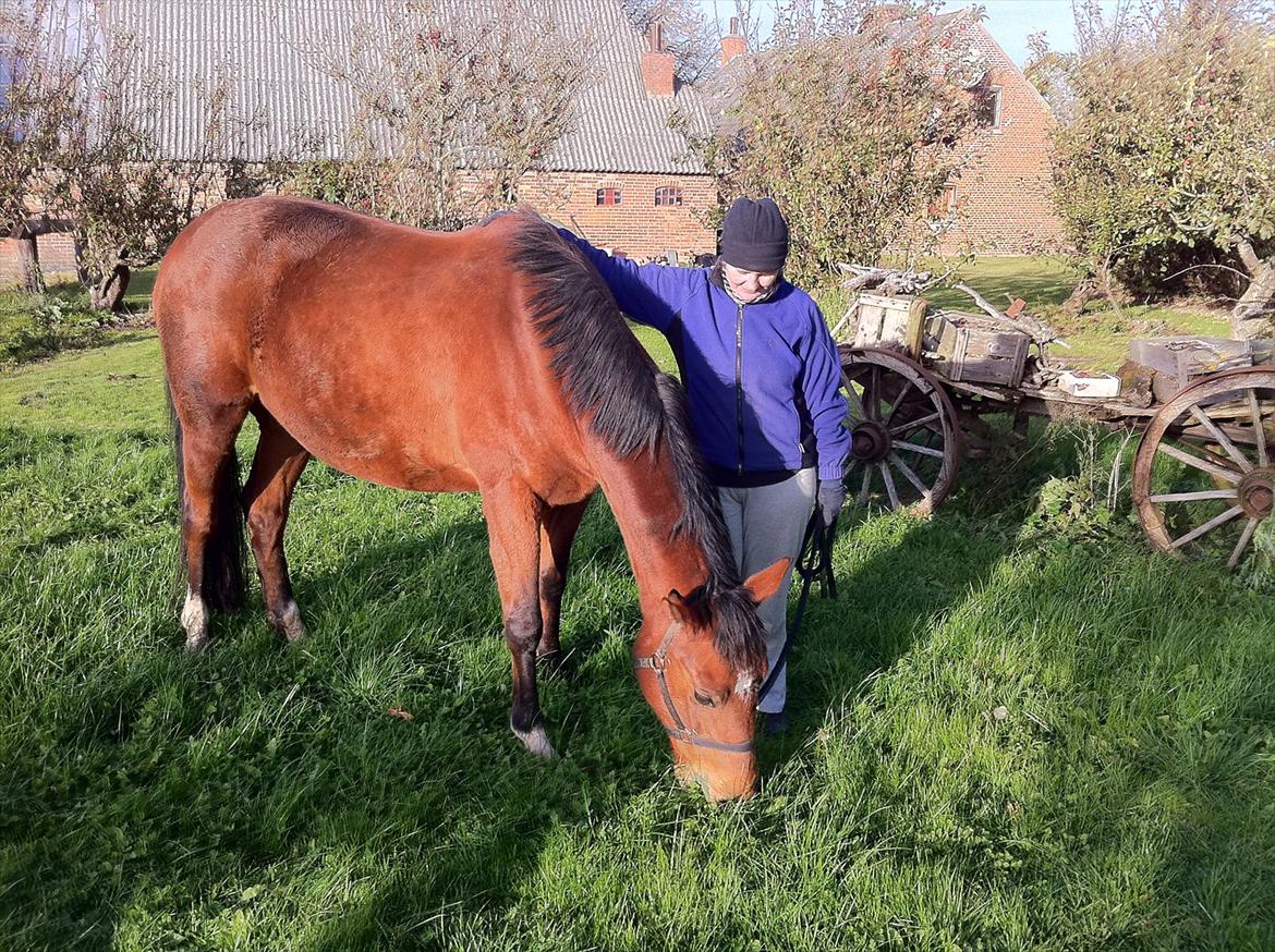 Palomino Charming Miss - Behaving billede 9