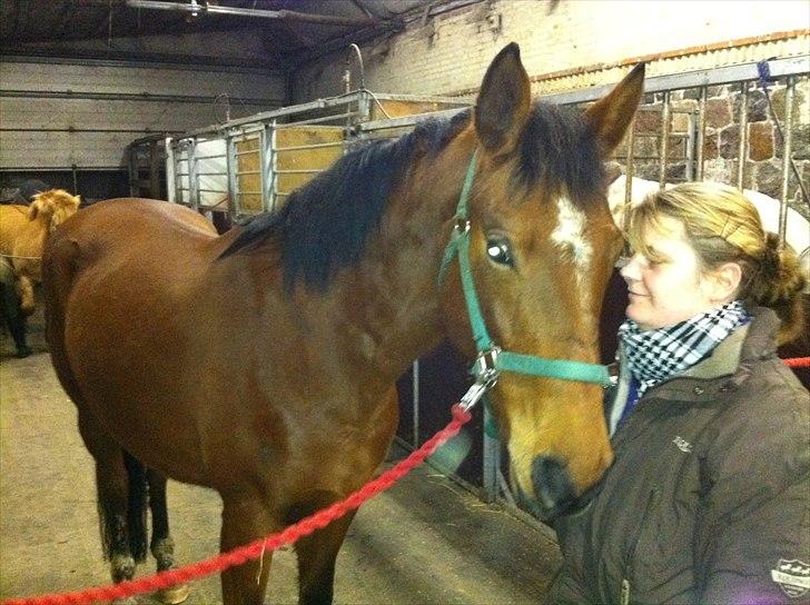 Palomino Charming Miss - Behaving billede 10