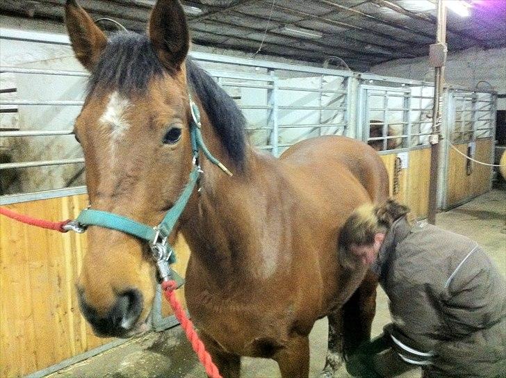 Palomino Charming Miss - Behaving billede 11